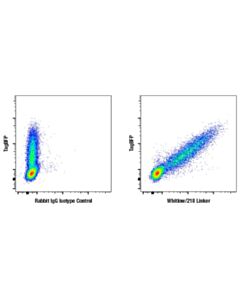 Cell Signaling Whitlow/218 Linker (E3u7q) Rabbit mAb