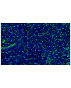 Cell Signaling Cd141/Thrombomodulin (E7y9p) Xp ® Rabbit mAb (Alexa Fluor ® 488 Conjugate)