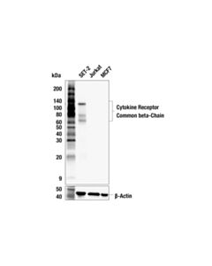 Cell Signaling Cytokine Receptor Common beta-Chain (F5D7S) Rabbit mAb 100 uL