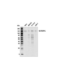 Cell Signaling GLTSCR1L (E4D9W) Mouse mAb 20 uL