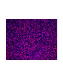 Cell Signaling CD3 epsilon (D7A6E) Rabbit Monoclonal Antibody (Alexa Fluor® 555 Conjugate)