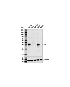 Cell Signaling FGL1 (E9X9T) Rabbit mAb 20 uL