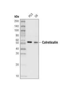 Cell Signaling Calreticulin (D3e6) Xp Rabbit mAb (Hrp Conjugate)