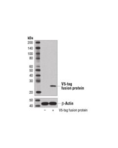 Cell Signaling V5-Tag (D3h8q) Rabbit mAb (BSA And Azide Free)