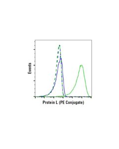 Cell Signaling Protein L (PE Conjugate)