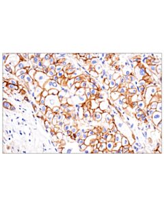 Cell Signaling N-Cadherin (13A9) Mouse mAb (BSA and Azide Free)