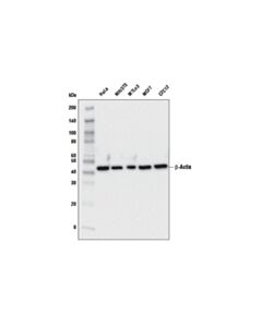 Cell Signaling Beta-Actin (E4d9z) Mouse mAb