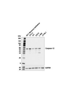 Cell Signaling Caspase-12 (E9T3W) Rabbit mAb 20 uL