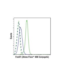 Cell Signaling FoxO1 (C29H4) Rabbit Monoclonal Antibody (Alexa Fluor ® 488 Conjugate)