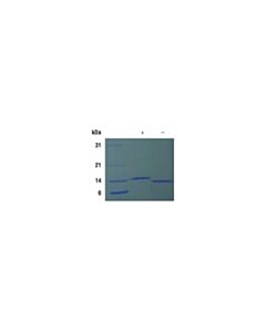 Cell Signaling Mouse Il-22 Recombinant Protein