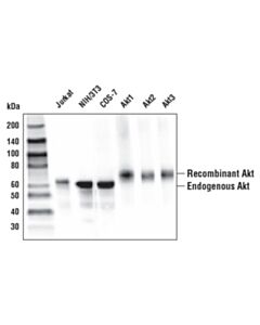 Cell Signaling Akt (pan) (E7J2C) Mouse mAb 20 uL