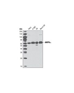 Cell Signaling Ampkalpha (D63g4) Rabbit mAb