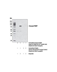 Cell Signaling Cleaved Parp (Asp214) (D64e10) Xp Rabbit mAb (Sepharose Bead Conjugate)