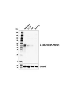 Cell Signaling 4-1BBL/CD137L/TNFSF9 (F9V9P) Rabbit mAb