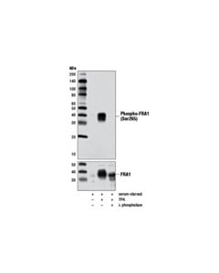 Cell Signaling Phospho-Fra1 (Ser265) (D22b1) Rabbit mAb