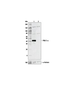Cell Signaling Pka C-Alpha (D38c6) Rabbit mAb