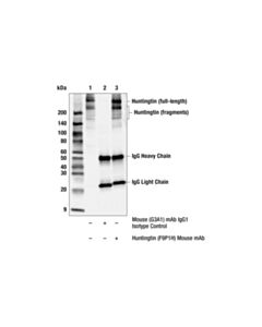 Cell Signaling Huntingtin (F9P1H) Mouse mAb