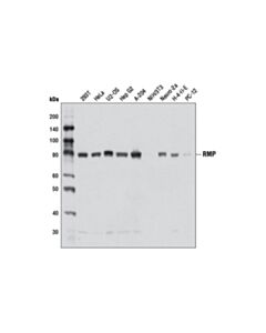 Cell Signaling Rmp Antibody