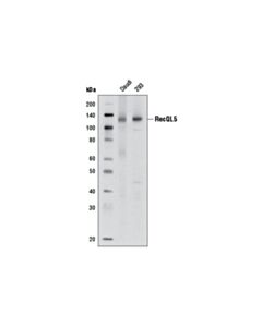 Cell Signaling RecQL5 (1A2) Mouse mAb 20 uL