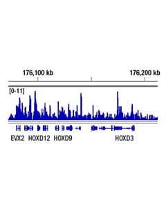 Cell Signaling Brd2 (D89b4) Rabbit mAb