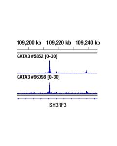 Cell Signaling Gata-3 (D13c9) Xp Rabbit mAb