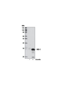 Cell Signaling HO-1 (D60G11) Rabbit mAb 20 uL