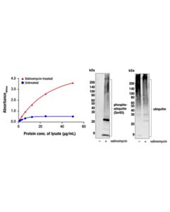 Cell Signaling Pan-branch Ubiquitin TUBE-RAD23A (Biotinylated)