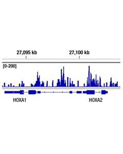 Cell Signaling Bmi1 (D42b3) Rabbit mAb