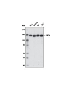 Cell Signaling DBC1 (3G4) Mouse mAb 20 uL