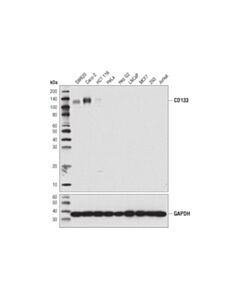 Cell Signaling CD133 (A3G6K) Rabbit mAb 20 uL