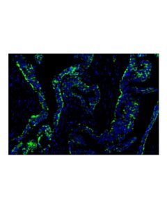 Cell Signaling Tom20 (D8T4N) Rabbit Monoclonal Antibody (Alexa Fluor ® 488 Conjugate)