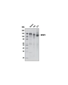 Cell Signaling Nfat1 (D43b1) Xp Rabbit mAb