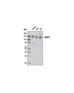 Cell Signaling Nfat1 (D9c2) Rabbit mAb