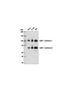 Cell Signaling KAP-1 (4E1) Mouse mAb 20 uL