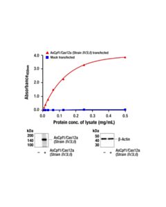 Cell Signaling FastScan ™ AsCpf1/Cas12a (Strain BV3L6 ) ELISA Kit
