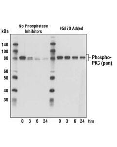 Cell Signaling Phosphatase Inhibitor Cocktail (100x)