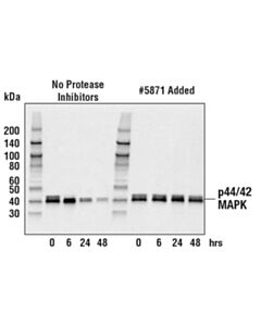 Cell Signaling Protease Inhibitor Cocktail (100x)