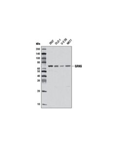 Cell Signaling GRK6 (D1A4) Rabbit mAb 20 uL