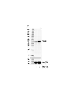 Cell Signaling TRIB1 (E7N2N) Mouse mAb 20 uL