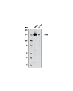Cell Signaling eNOS (6H2) Mouse mAb 20 uL