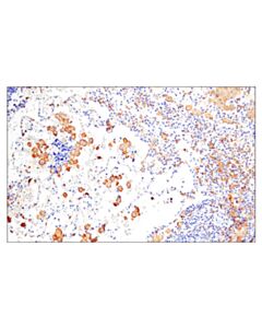Cell Signaling Iba1/AIF-1 (E5N4J) Mouse mAb (IHC Formulated) 20 uL