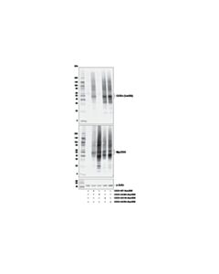 Cell Signaling Phospho-Cxcr4 (Ser339) Antibody