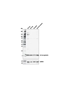 Cell Signaling Beta2-Microglobulin Antibody
