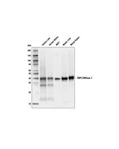 Cell Signaling FBP1/FBPase 1 (D2T7F) Rabbit mAb 20 uL