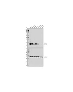 Cell Signaling Ifitm3 (D8e8g) Xp Rabbit mAb