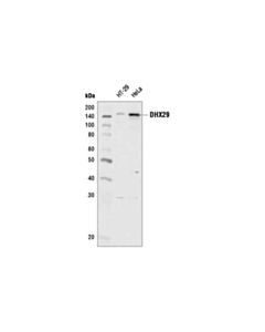 Cell Signaling DHX29 (D19E10) Rabbit mAb 20 uL