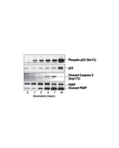 Cell Signaling Doxorubicin