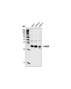 Cell Signaling LIN28A (6D1F9) Mouse mAb 20 uL