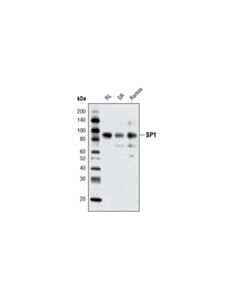Cell Signaling Sp1 Antibody