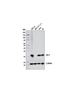 Cell Signaling Dj-1 (D29e5) Xp Rabbit mAb